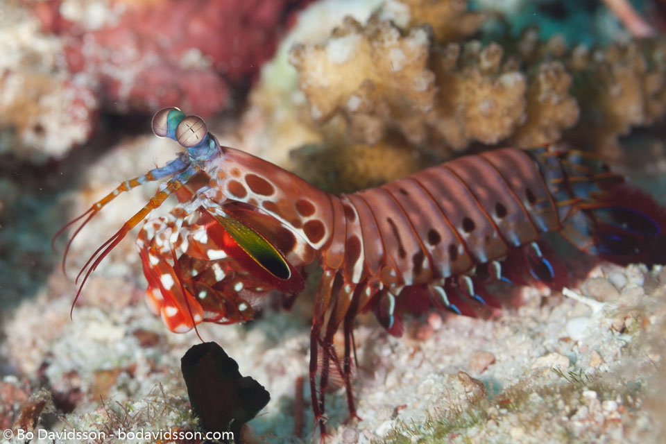 BD-111123-Raja-Ampat-5085-Odontodactylus-scyllarus-(Linnaeus.-1758)-[Reef-odontodactylid-mantis-shrimp].jpg